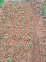 팜모닝 들깨·자유게시판 게시글 이미지