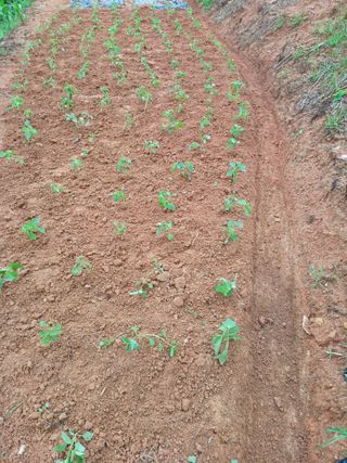 귀농4년차님의 들깨 · 자유게시판 작성글 사진