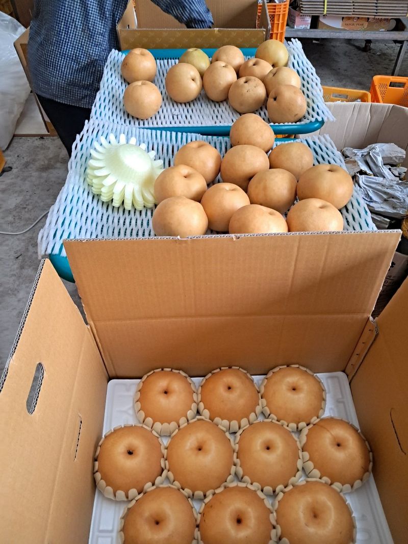 이슬농부농산님의 장터 판매 상품 [가정용 못난이 부사사과(10kg)] 첨부 사진