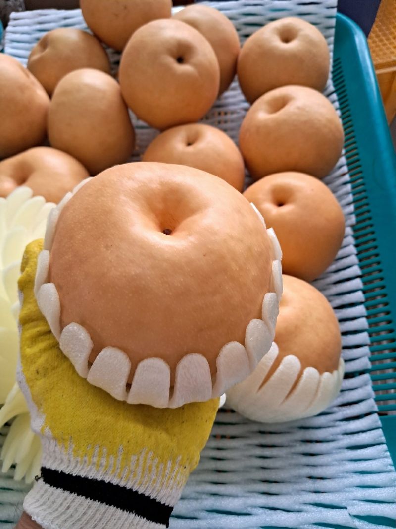 이슬농부농산님의 장터 판매 상품 [가정용 못난이 부사사과(10kg)] 첨부 사진