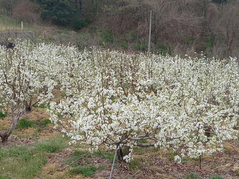 이슬농부농산님의 장터 판매 상품 [가정용 못난이 부사사과(10kg)] 첨부 사진