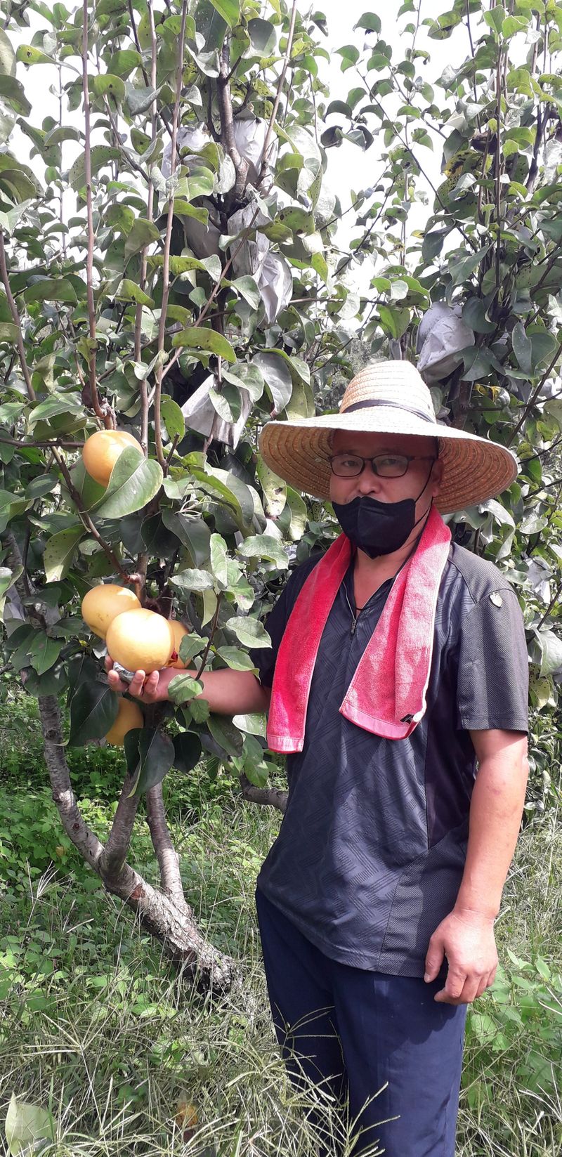 이슬농부농산님의 장터 판매 상품 [가정용 못난이 부사사과(10kg)] 첨부 사진