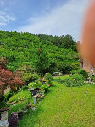 시골농부님의 감 · 병해충상담 작성글 사진