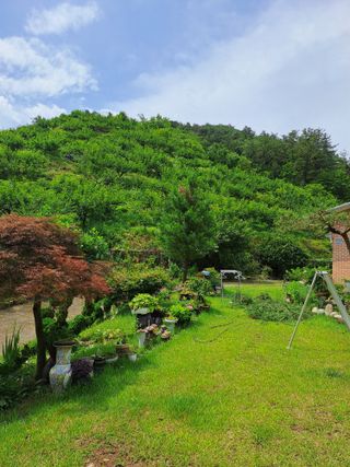 시골농부님의 감 · 병해충상담 작성글 사진