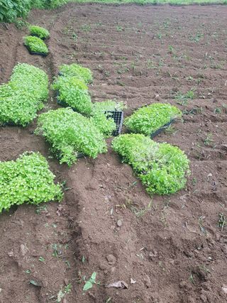 당근한개님의 들깨 · 자유게시판 작성글 사진