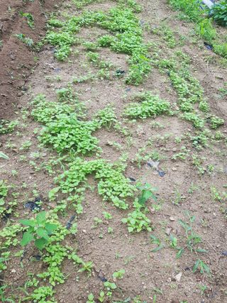 당근한개님의 들깨 · 자유게시판 작성글 사진