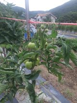 팜모닝 토마토·병해충상담 게시글 이미지