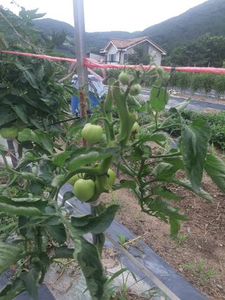 신 난다님의 토마토 · 병해충상담 작성글 사진