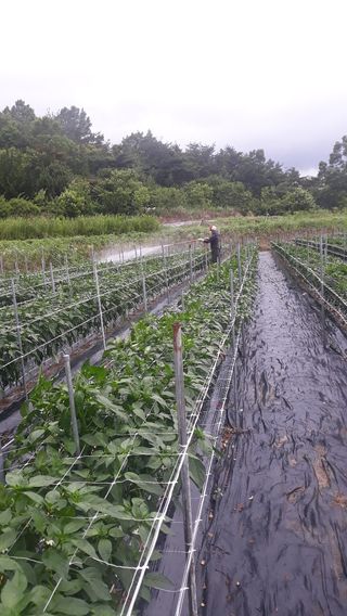 유영선님의 고추 · 영농일지 작성글 사진