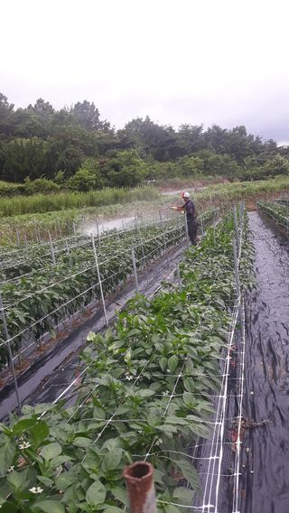 유영선님의 고추 · 영농일지 작성글 사진