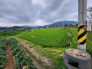 이훈정(시몬)님의 고구마 · 자유게시판 작성글 사진