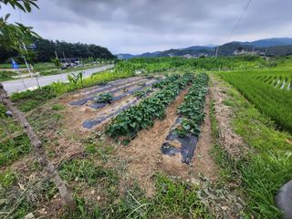 이훈정(시몬)님의 고구마 · 자유게시판 작성글 사진