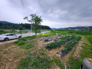 이훈정(시몬)님의 고구마 · 자유게시판 작성글 사진