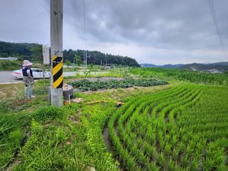 이훈정(시몬)님의 고구마 · 자유게시판 작성글 사진