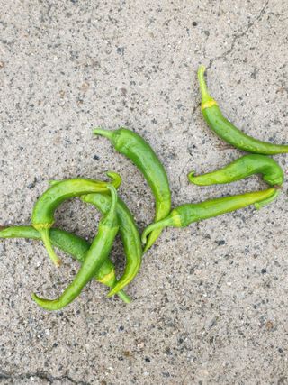 박해익님의 고추 · 병해충상담 작성글 사진