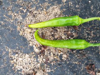 박해익님의 고추 · 병해충상담 작성글 사진