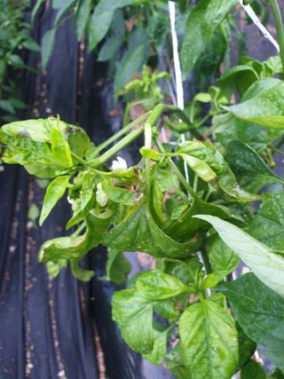 박해익님의 고추 · 병해충상담 작성글 사진