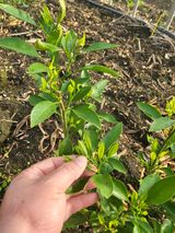 팜모닝 귤·병해충상담 게시글 이미지