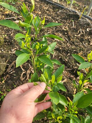 농사입문자님의 귤 · 병해충상담 작성글 사진