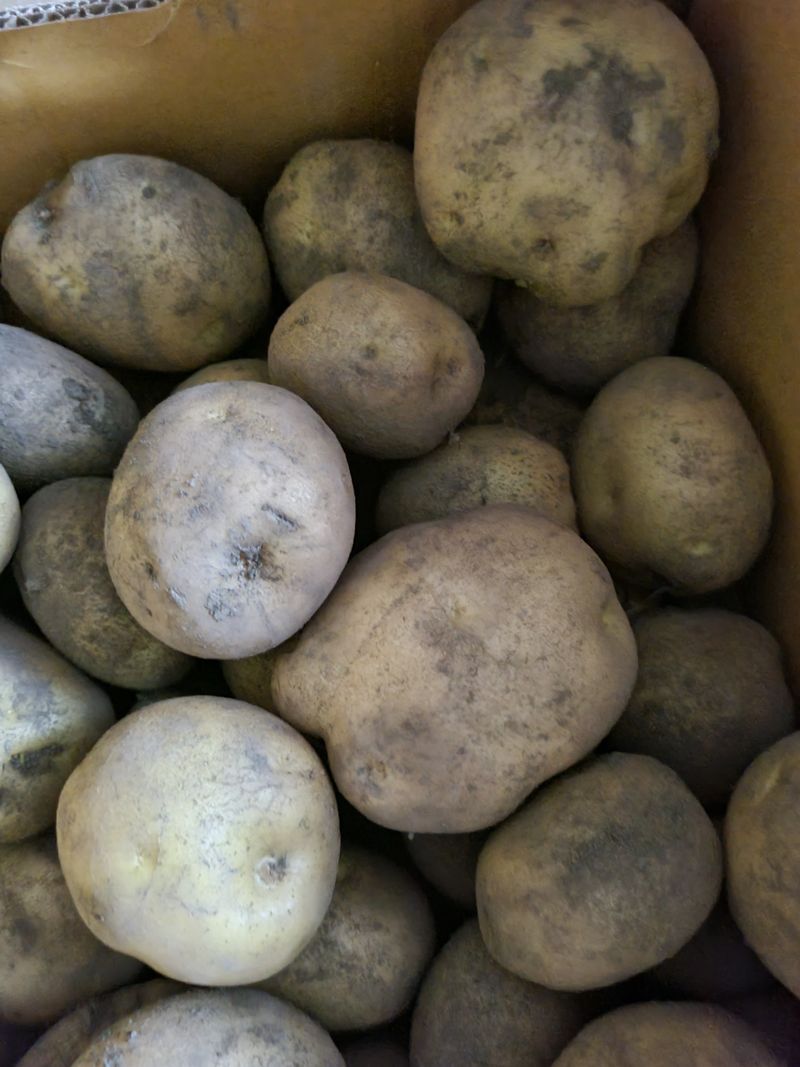 장터 상품 [노지감자 10kg] 썸네일