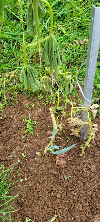 김민환님의 오이 · 병해충상담 작성글 사진