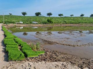 제로스톤님의 벼 · 자유게시판 작성글 사진