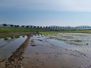 제로스톤님의 벼 · 자유게시판 작성글 사진