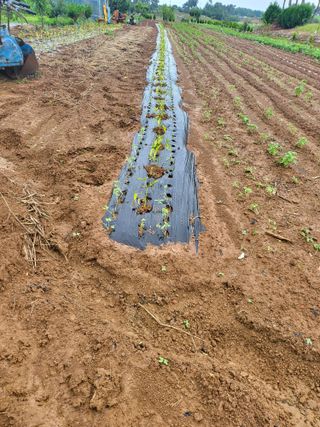 체리123님의 고추 · 파종•정식 작성글 사진