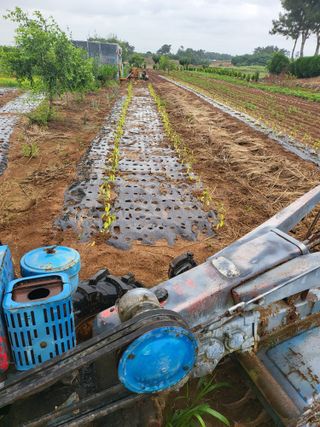 체리123님의 고추 · 파종•정식 작성글 사진