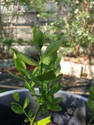 하늘정원님의 블루베리 · 병해충상담 작성글 사진