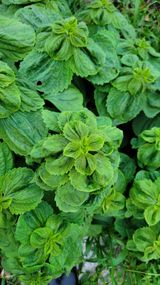 팜모닝 장마 대비 어떻게 하셨나요?·참여 게시글 이미지