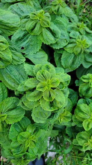 박현미님의 장마 대비 어떻게 하셨나요? · 참여 작성글 사진