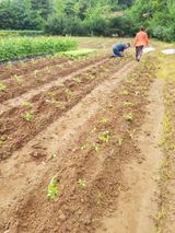 팜모닝 들깨·자유게시판 게시글 이미지