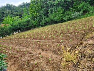 귤19724님의 들깨 · 자유게시판 작성글 사진