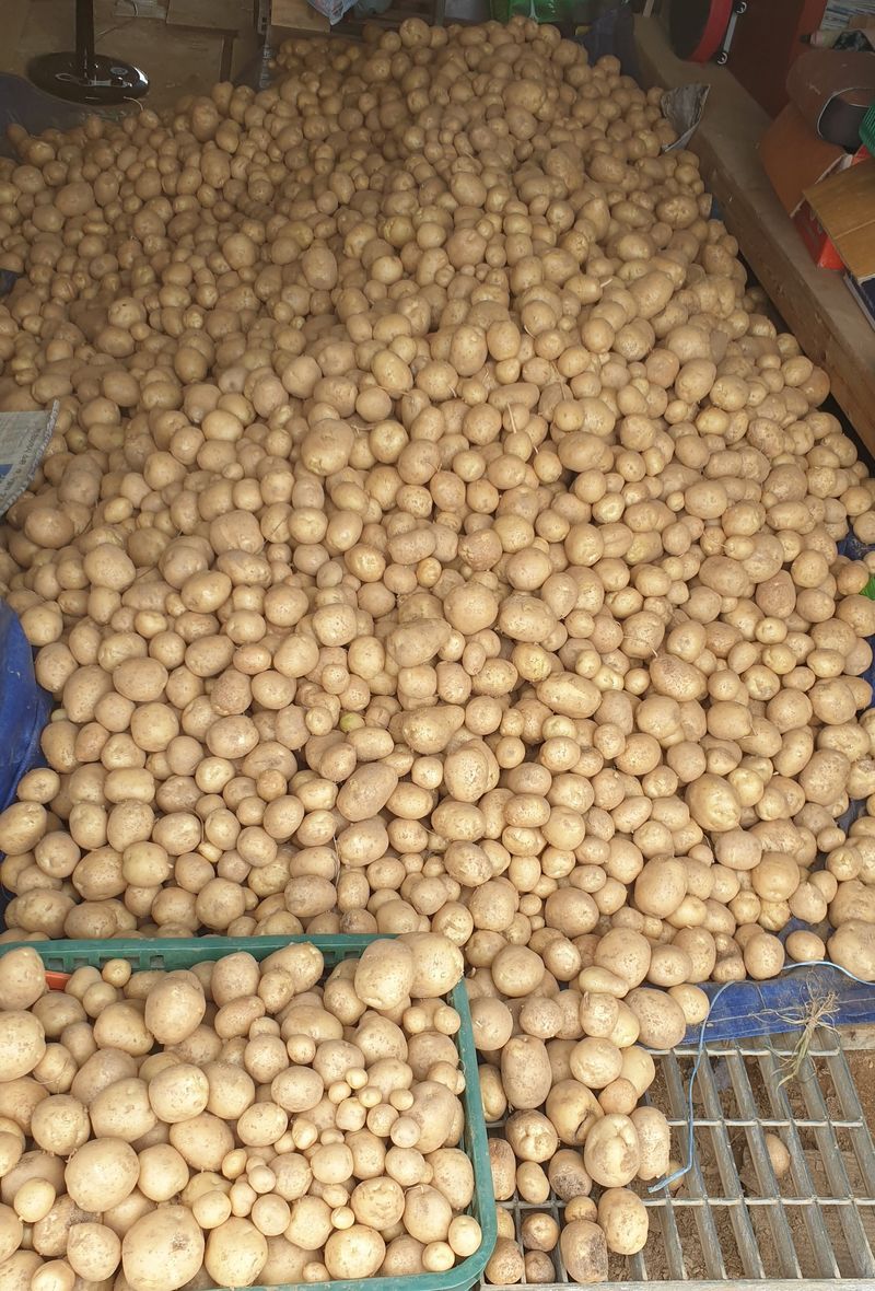 장터 상품 [감자 10kg] 썸네일