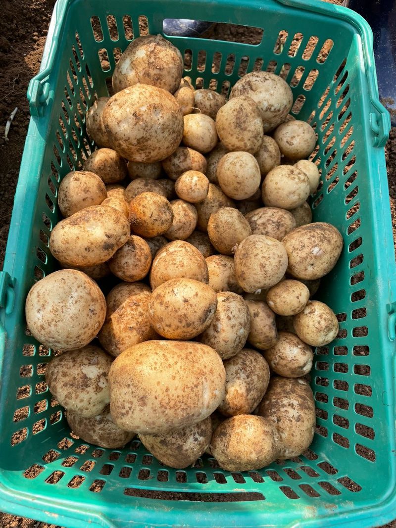 Yejak님의 장터 판매 상품 [감자 10kg] 첨부 사진