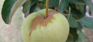 안효정님의 사과 · 병해충상담 작성글 사진