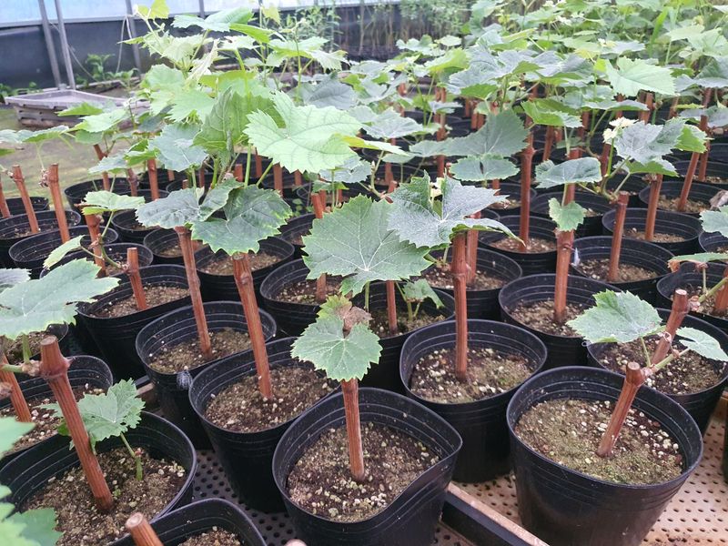 장터 상품 [샤인머스켓, 블랙사파이어 포트묘] 썸네일