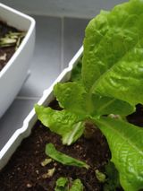 팜모닝 상추·병해충상담 게시글 이미지