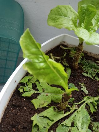 배해성님의 상추 · 병해충상담 작성글 사진