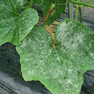 서정혁님의 호박 · 병해충상담 작성글 사진