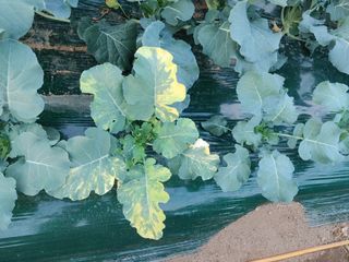 KJH님의 기타작물 · 병해충상담 작성글 사진