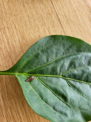 용가용가리님의 기타작물 · 병해충상담 작성글 사진