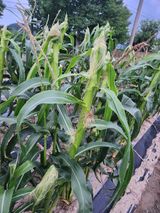 팜모닝 옥수수·자유게시판 게시글 이미지