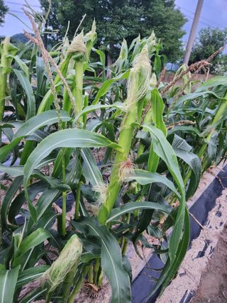 자두향기(박갑준)님의 옥수수 · 자유게시판 작성글 사진