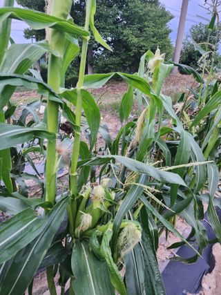 자두향기(박갑준)님의 옥수수 · 자유게시판 작성글 사진