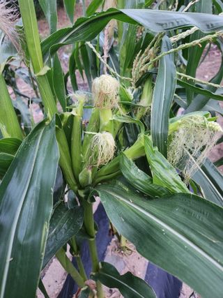 자두향기(박갑준)님의 옥수수 · 자유게시판 작성글 사진