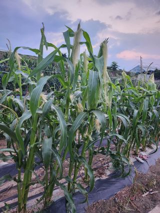 자두향기(박갑준)님의 옥수수 · 자유게시판 작성글 사진