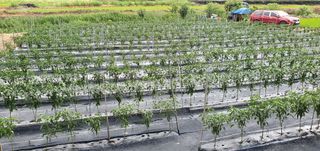 양우택님의 고추 · 일상 작성글 사진