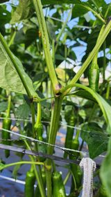 팜모닝 고추·병해충상담 게시글 이미지